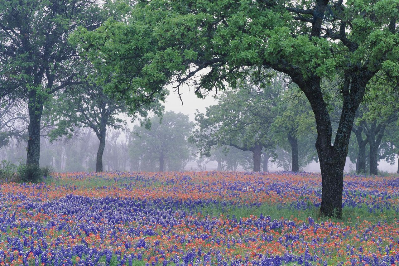 Foto: Oak Tree Over Texas Paintbrush And Bluebonnets, Texas