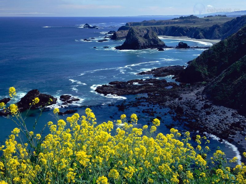 Foto: Pacific Coastline Wildflowers, Mendocino County, California