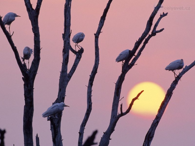 Foto: Perched Egrets At Sunset, Texas