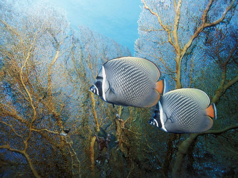 Foto: Redtail Butterflyfish, Andaman Sea, Thailand