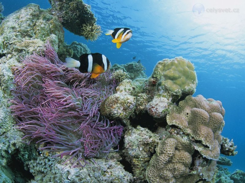 Foto: Clarks Anemonefish And Leathery Sea Anemone, Japan