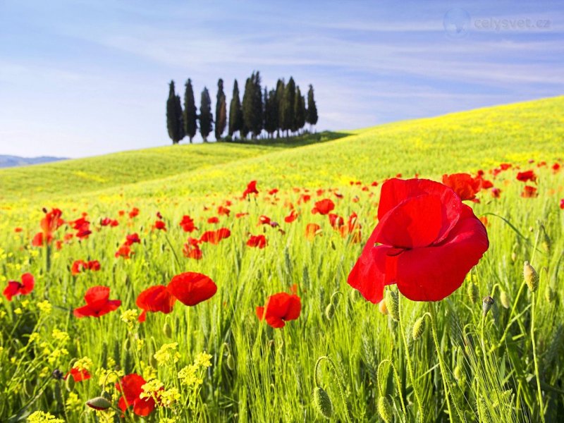 Foto: Red Poppies, Tuscany, Italy