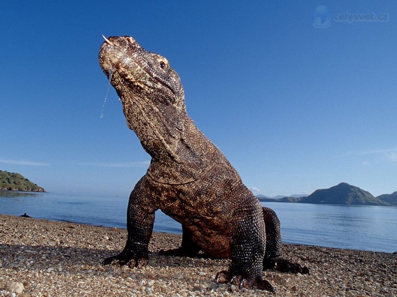 Foto: Komodo Dragon, Komodo Island, Indonesia