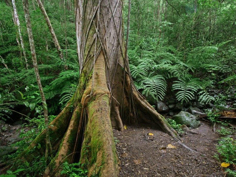 Foto: Mossy Roots, Along The Manoa Falls Trail, Oahu