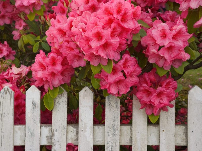 Foto: Rhododendron And Fence, Reedsport, Oregon