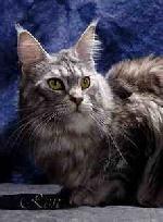 Chovatelska stanice ps�: SHAGGY JEWEL